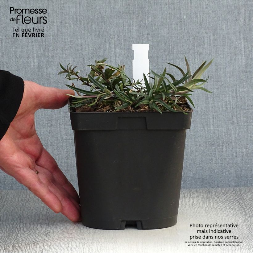 Phlox divaricata Chattahoochee Maceta 2L/3L Ejemplar entregado en invierno