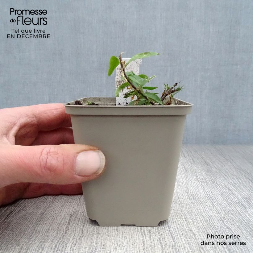 Phlox divaricata Clouds of Perfume Maceta de 8/9 cm Ejemplar entregado en invierno