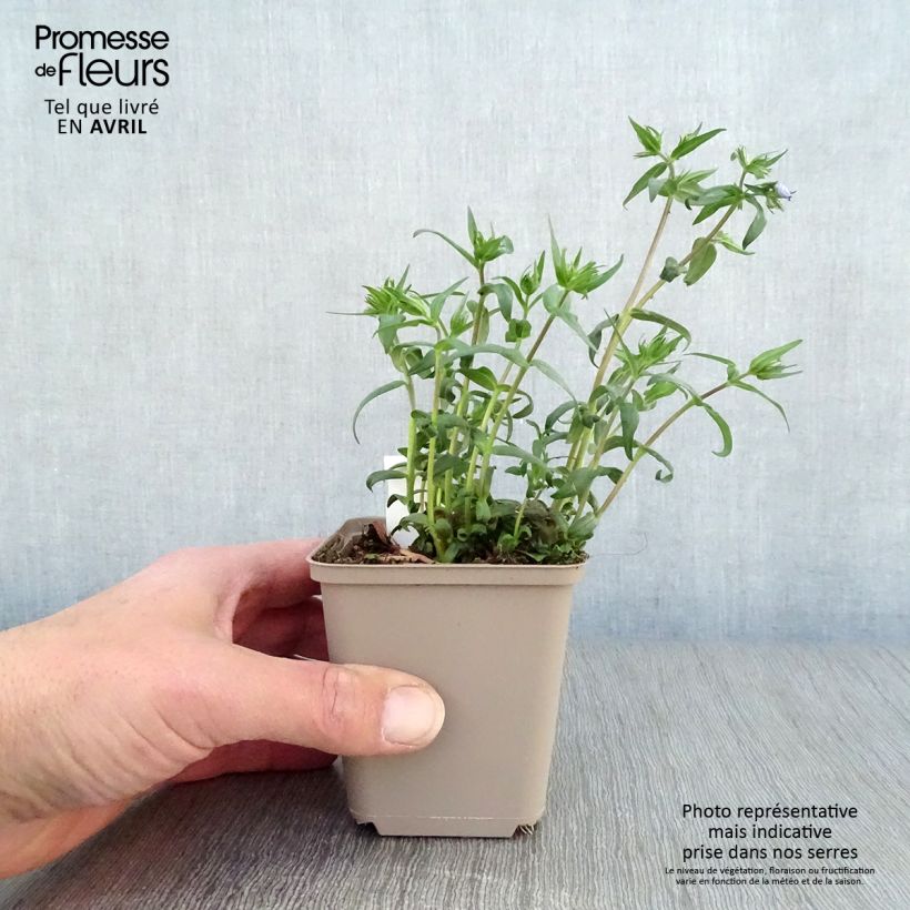 Phlox divaricata Clouds of Perfume Maceta de 8/9 cm Ejemplar entregado en la primavera