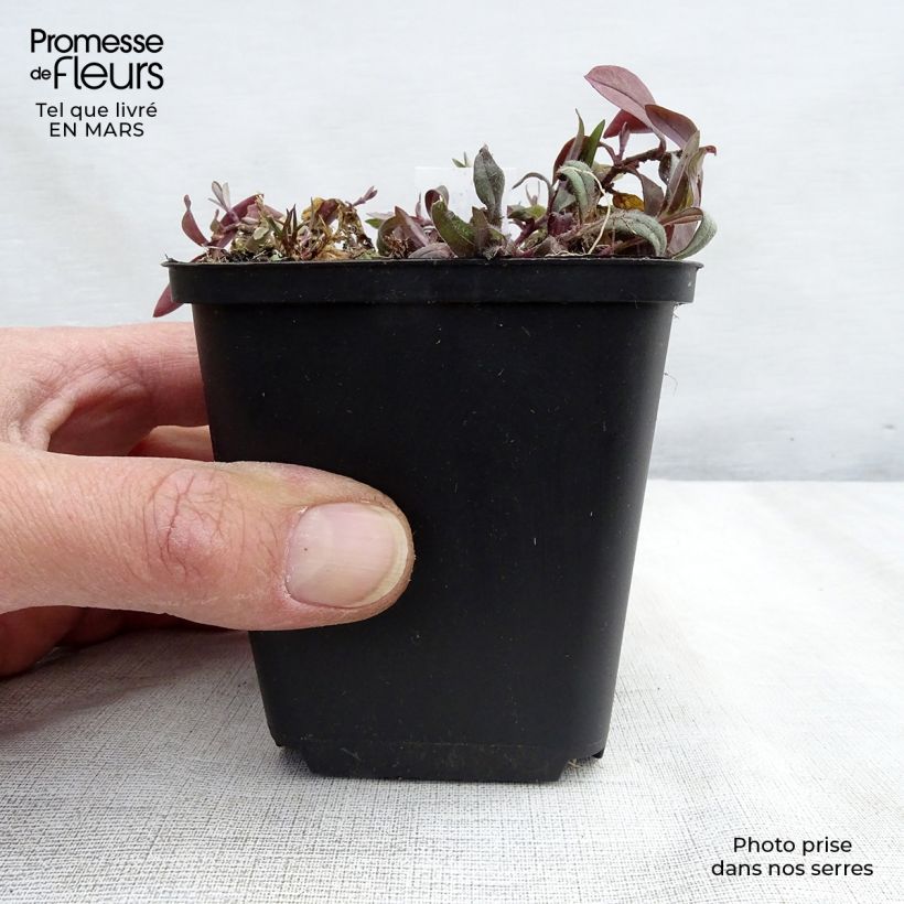 Phlox divaricata Dirigo Ice Maceta de 8/9 cm Ejemplar entregado en invierno