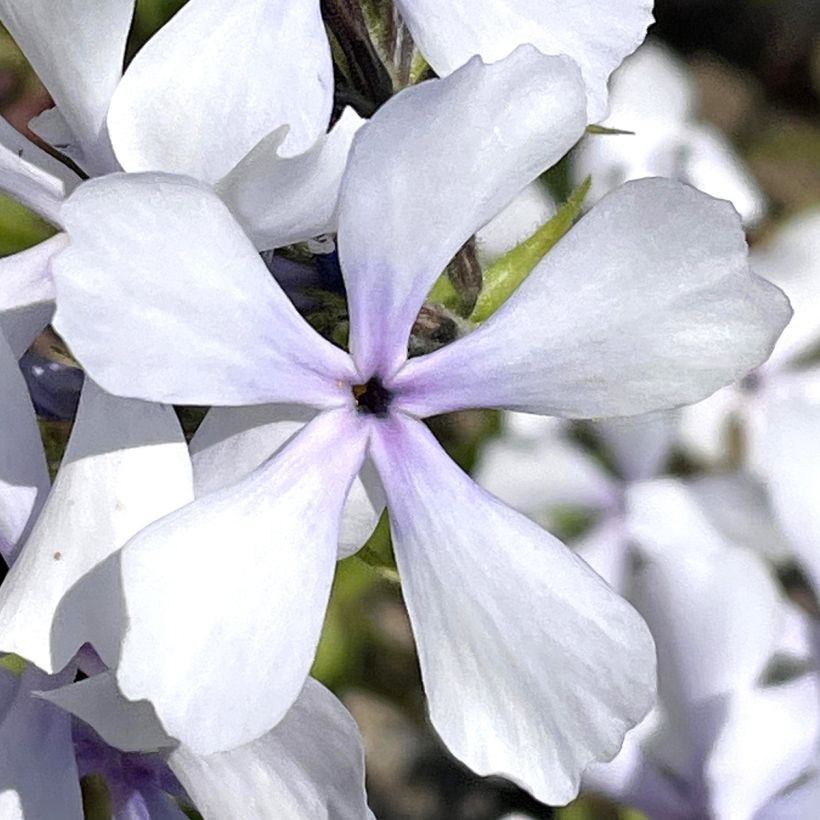 Phlox divaricata Dirigo Ice (Floración)