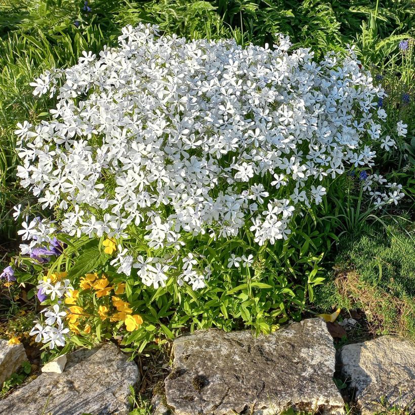 Phlox divaricata White Perfume (Porte)