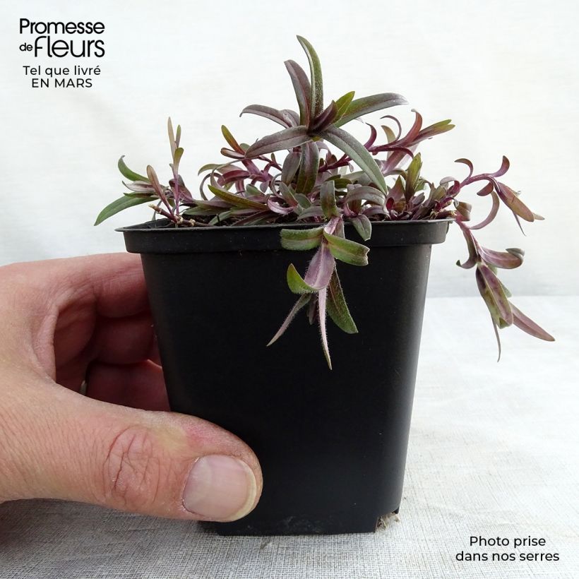 Phlox divaricata White Perfume Maceta de 8/9 cm Ejemplar entregado en invierno