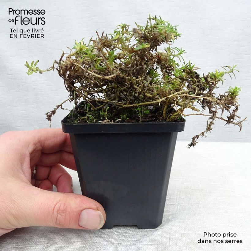 Phlox douglasii Lilac Cloud Maceta de 8/9 cm Ejemplar entregado en invierno