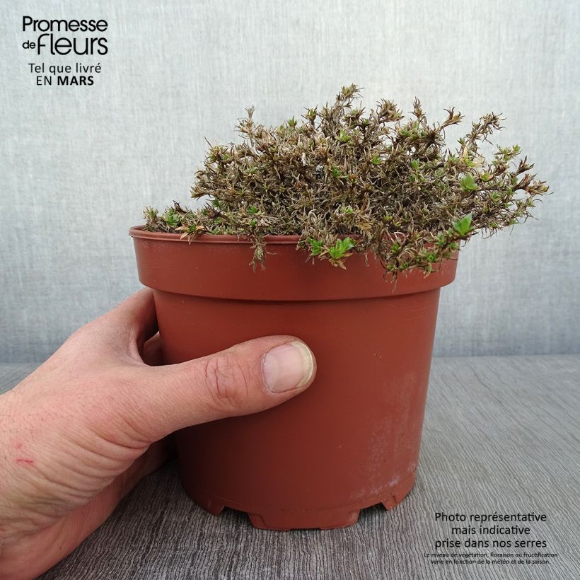 Phlox douglasii Lilac Cloud Maceta 2L/3L Ejemplar entregado en invierno