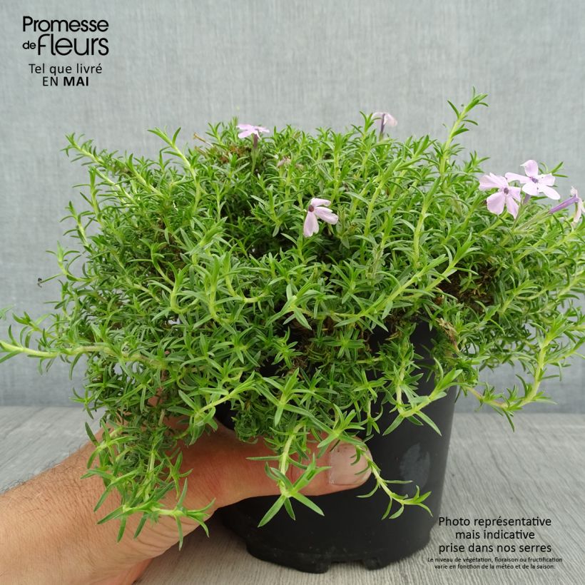 Phlox douglasii Lilac Cloud Maceta 2L/3L Ejemplar entregado en la primavera