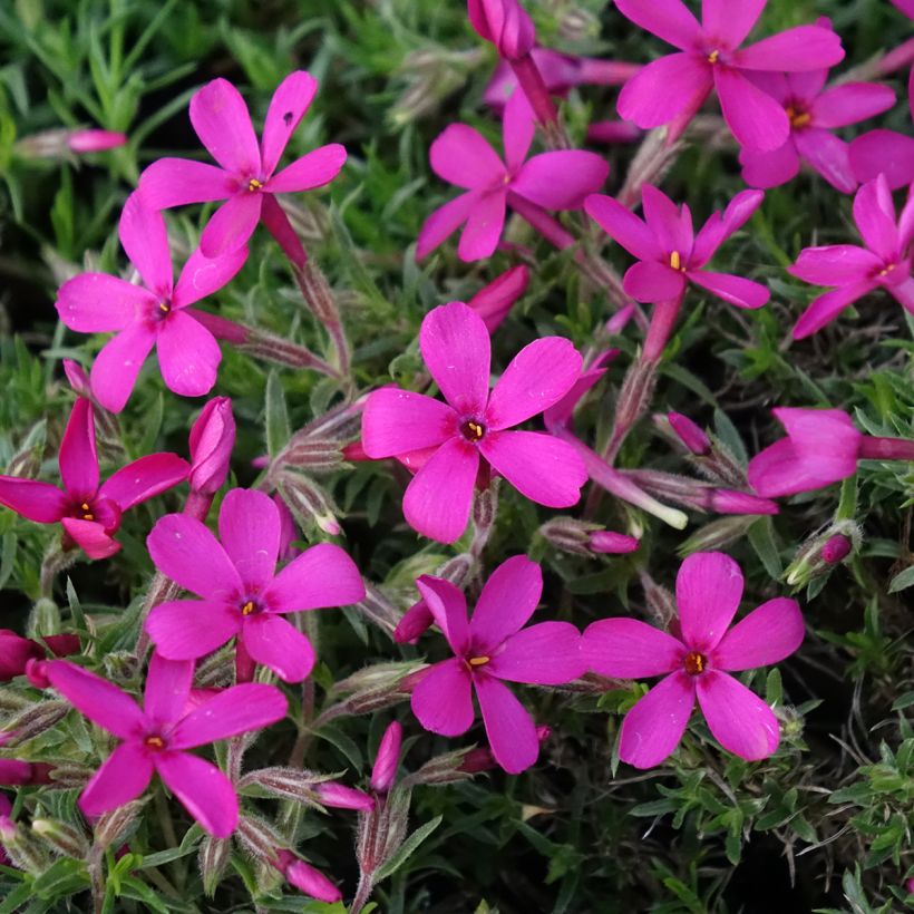 Phlox douglasii Ochsenblut (Floración)