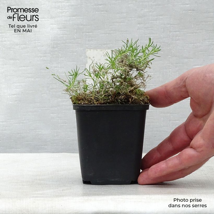 Phlox douglasii Waterloo Maceta de 8/9 cm Ejemplar entregado en la primavera