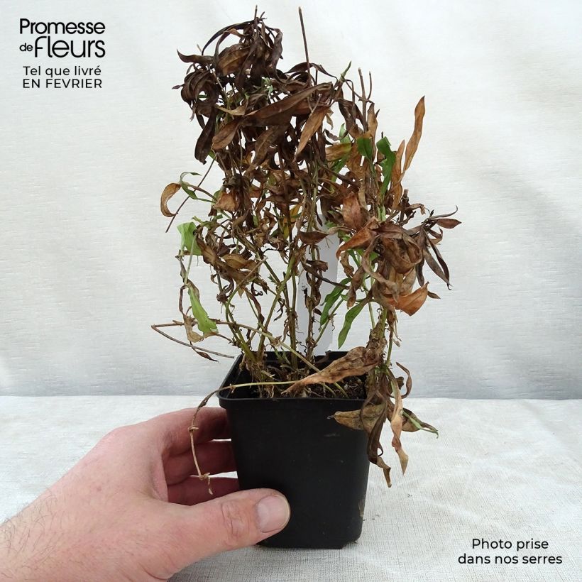 Phlox Forever Pink Maceta de 8/9 cm Ejemplar entregado en invierno