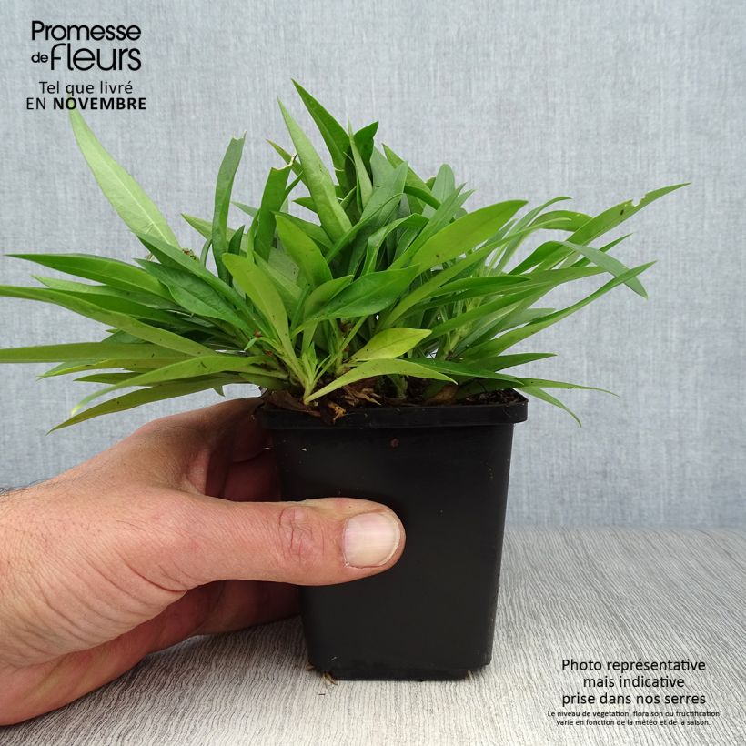 Ejemplar de Phlox Forever Pink Maceta de 8/9 cm entregado en otoño