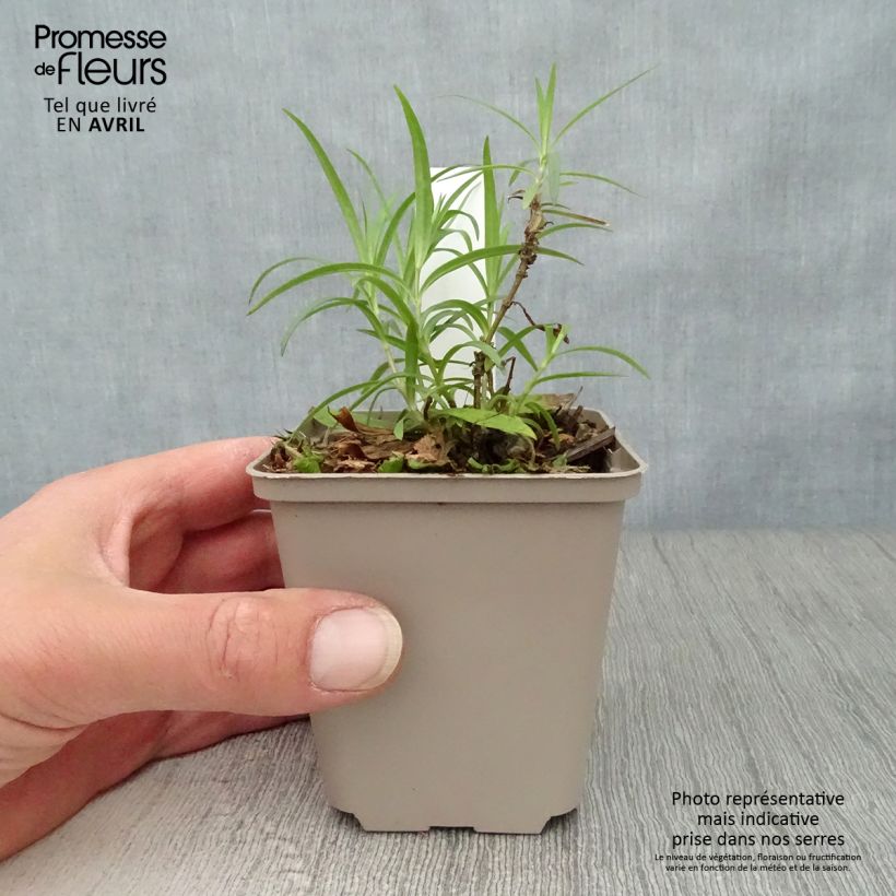 Phlox Forever Pink Maceta de 8/9 cm Ejemplar entregado en la primavera