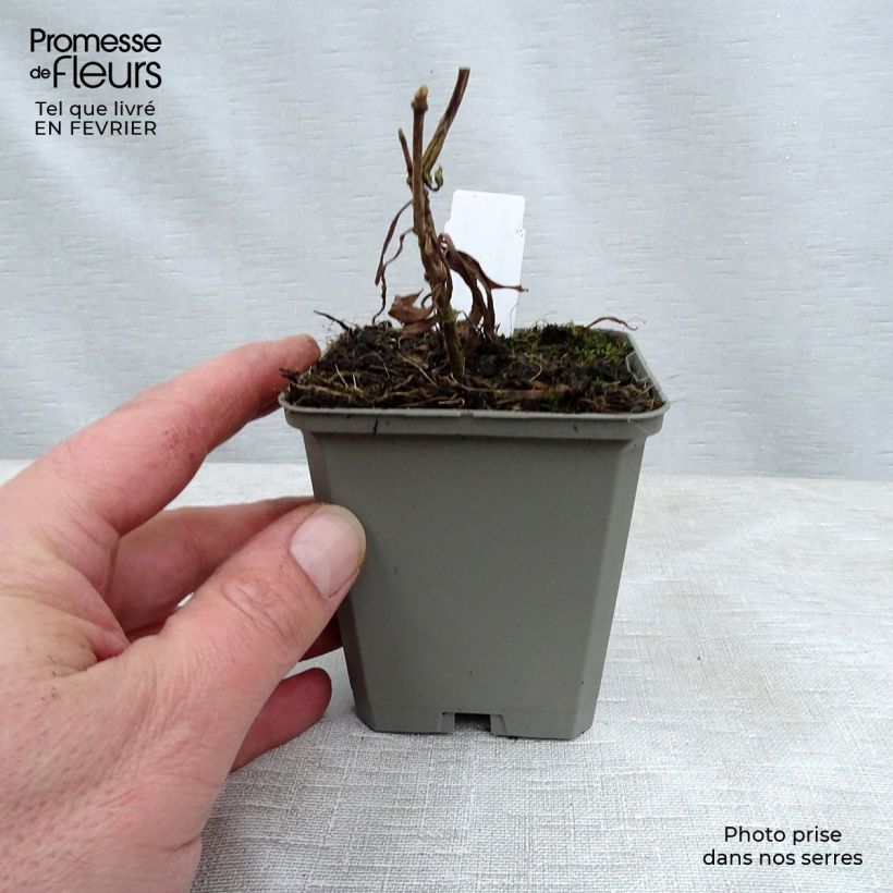 Phlox maculata Alpha Maceta de 8/9 cm Ejemplar entregado en invierno