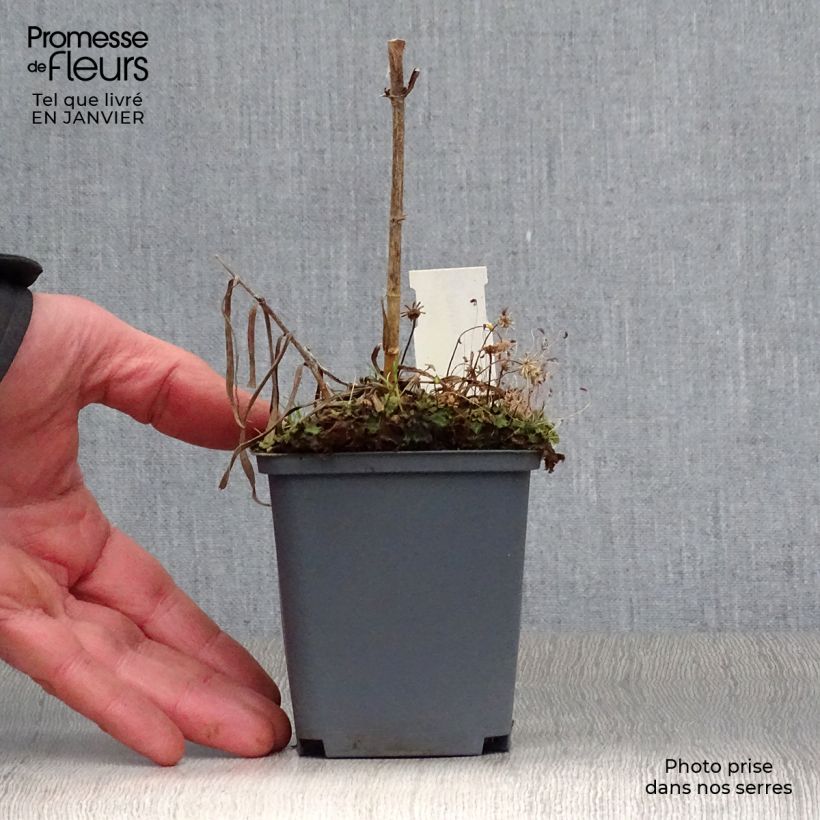 Phlox maculata Natasha Maceta de 8/9 cm Ejemplar entregado en invierno