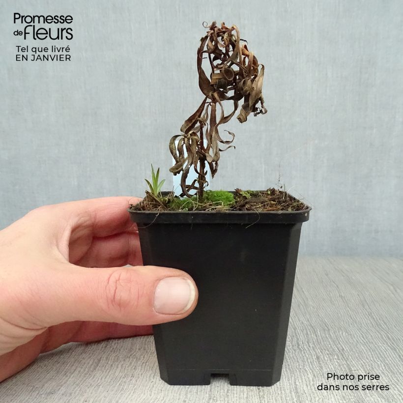 Phlox maculata Omega Maceta de 8/9 cm Ejemplar entregado en invierno