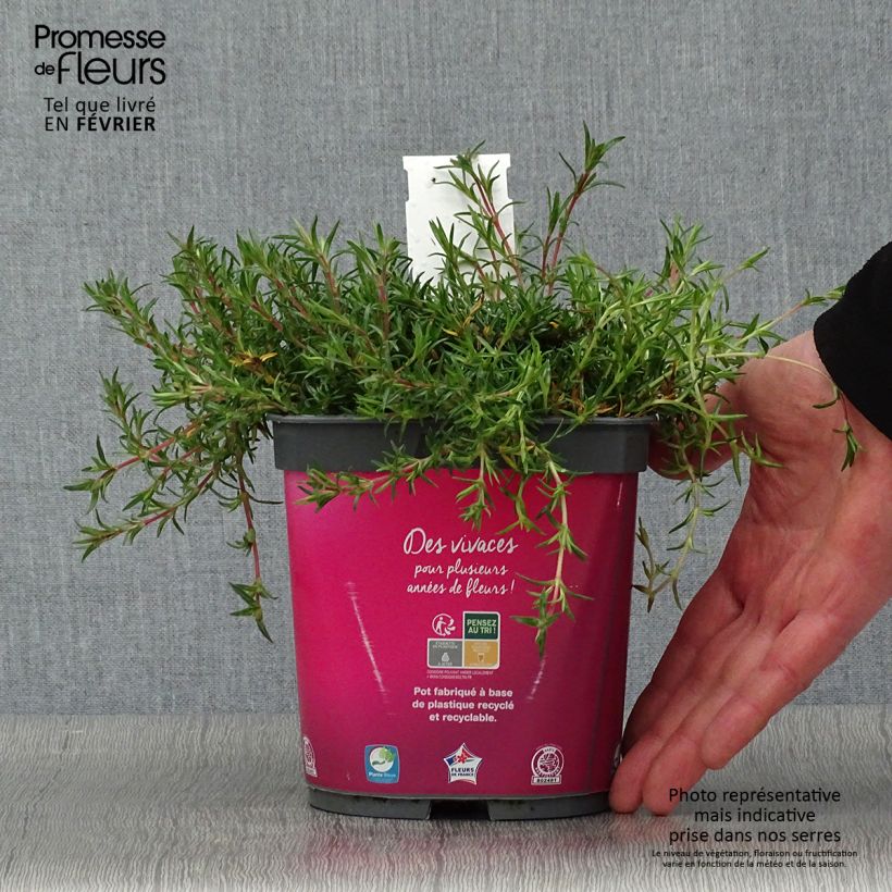 Phlox subulata Candy Stripes - Flox musgoso Maceta 1,5L/2L Ejemplar entregado en invierno