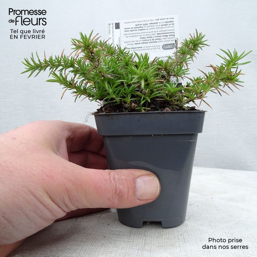 Phlox subulata Candy Stripes - Flox musgoso Maceta de 8/9 cm Ejemplar entregado en invierno