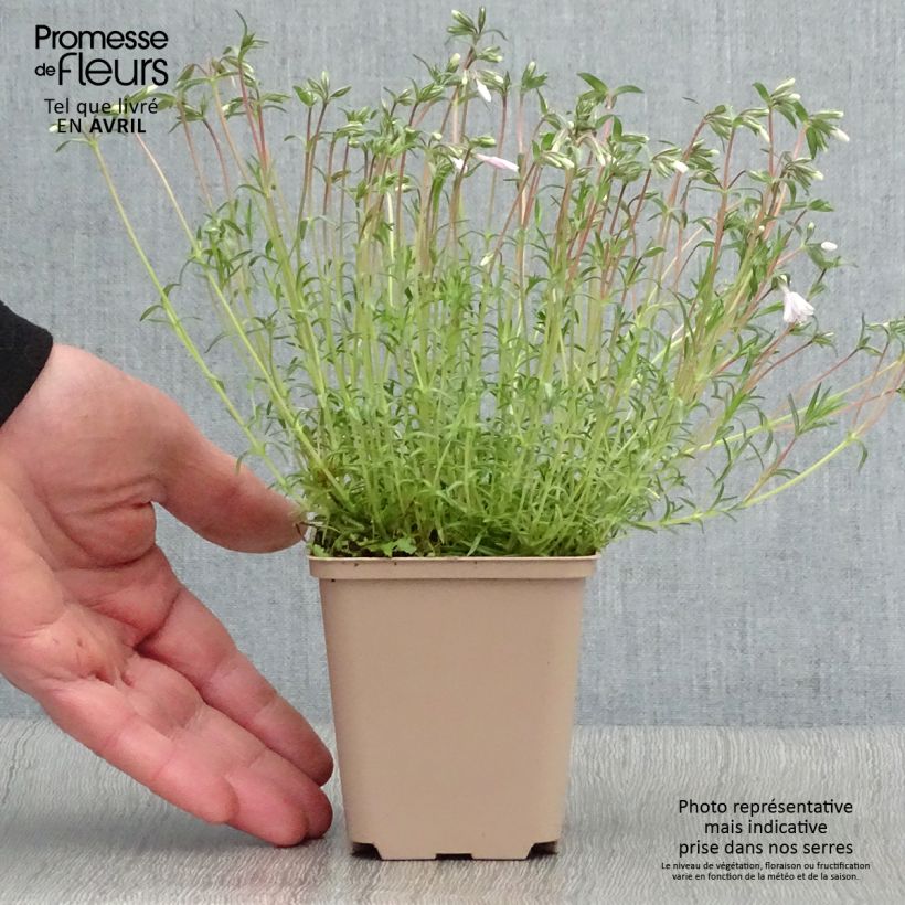 Phlox subulata Candy Stripes - Flox musgoso Maceta de 8/9 cm Ejemplar entregado en la primavera