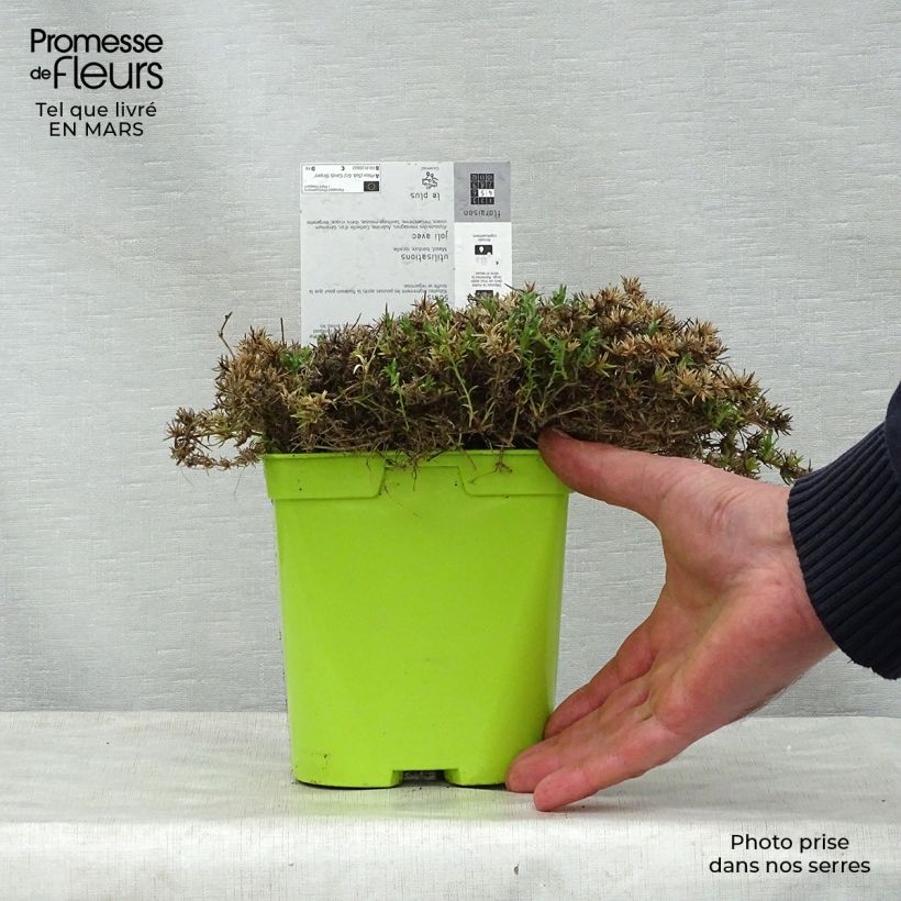 Phlox subulata Candy Stripes - Flox musgoso Maceta 1,5L/2L Ejemplar entregado en la primavera