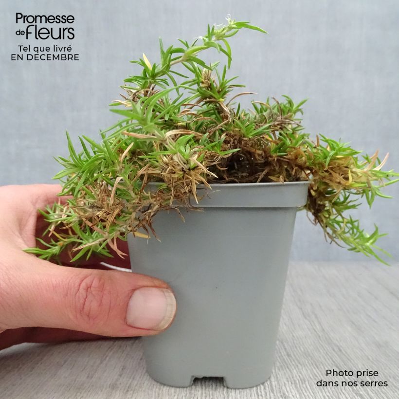 Phlox subulata Moerheimii - Flox musgoso Maceta de 8/9 cm Ejemplar entregado en invierno