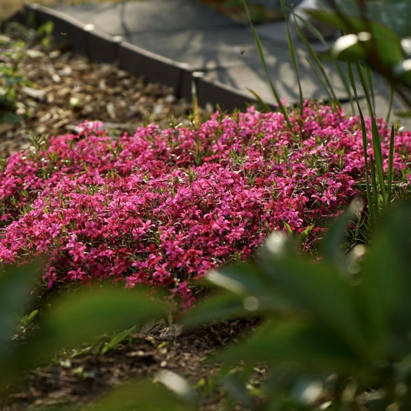 Phlox subulata Scarlet Flame - Flox musgoso (Porte)
