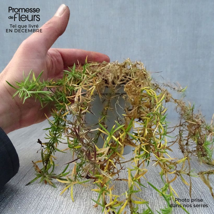 Phlox subulata Scarlet Flame - Flox musgoso Maceta de 8/9 cm Ejemplar entregado en invierno