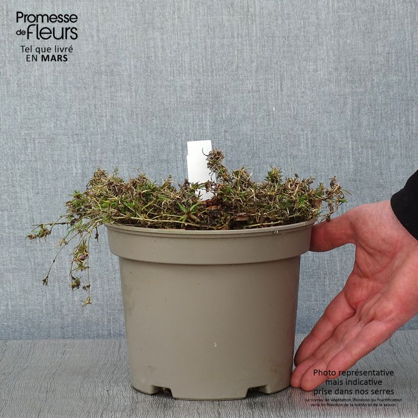 Phlox subulata Scarlet Flame - Flox musgoso Maceta 2L/3L Ejemplar entregado en invierno