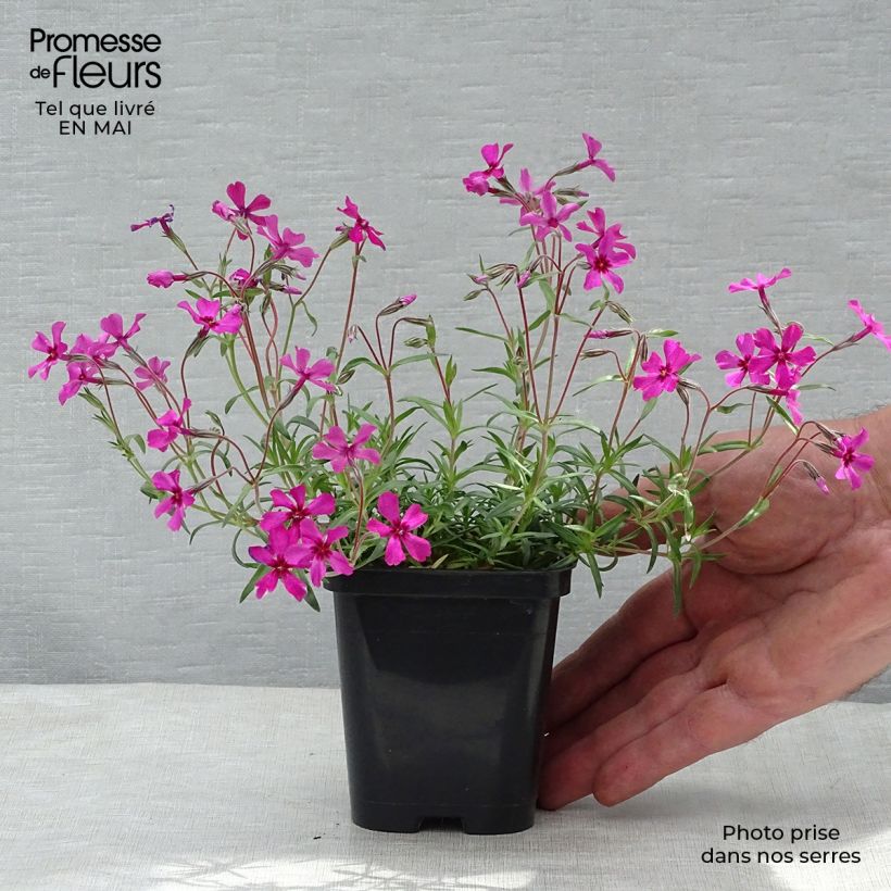 Phlox subulata Scarlet Flame - Flox musgoso Maceta de 8/9 cm Ejemplar entregado en la primavera