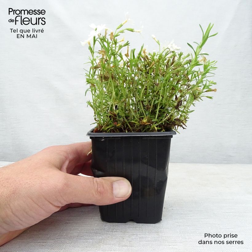 Phlox subulata White Delight - Flox musgoso Maceta de 8/9 cm Ejemplar entregado en la primavera