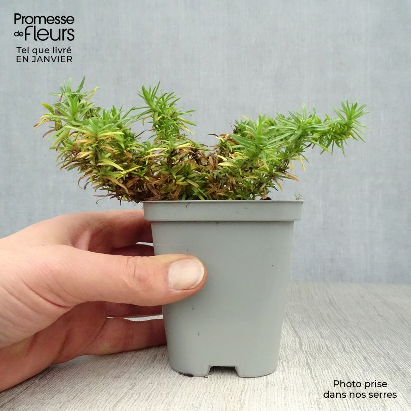 Phlox subulata White Delight - Flox musgoso Maceta de 8/9 cm Ejemplar entregado en invierno