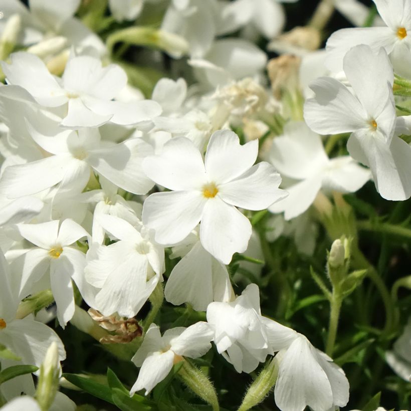 Phlox subulata White Delight - Flox musgoso (Floración)