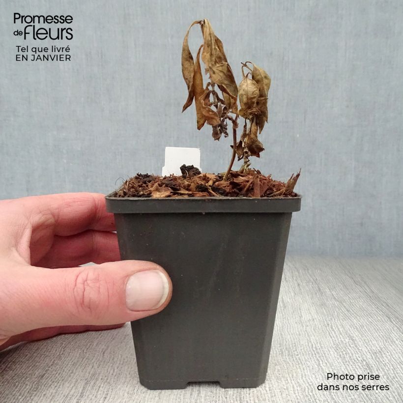 Phlox paniculata Amethyst Maceta de 8/9 cm Ejemplar entregado en invierno