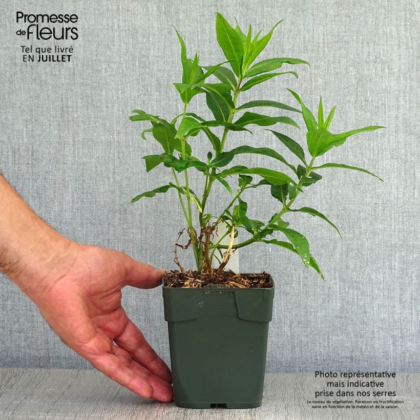 Ejemplar de Phlox paniculata Bambini Candy Crush Maceta de 10 cm/11 cm entregado en verano
