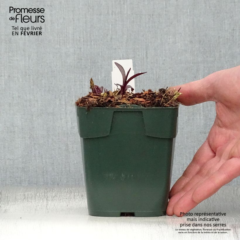 Phlox paniculata Bambini Desire Maceta de 8/9 cm Ejemplar entregado en invierno