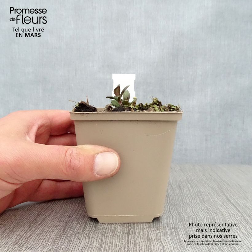 Phlox paniculata Blind Lion Maceta de 8/9 cm Ejemplar entregado en la primavera