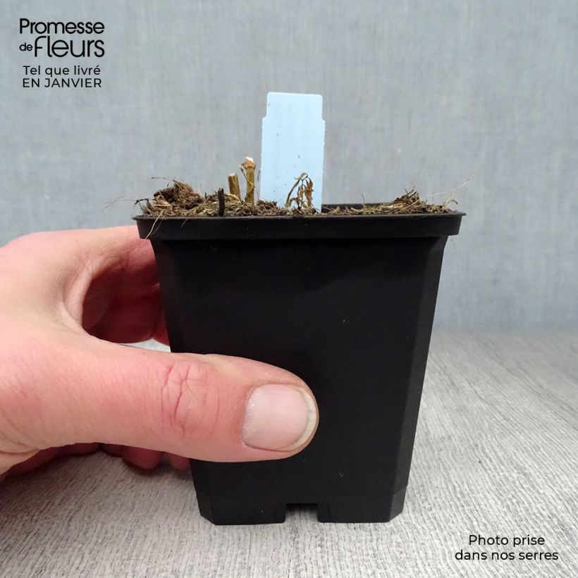 Phlox paniculata Blue Paradise Maceta de 8/9 cm Ejemplar entregado en invierno