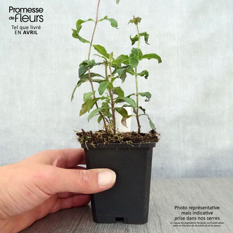 Phlox paniculata Blue Paradise Maceta de 8/9 cm Ejemplar entregado en la primavera