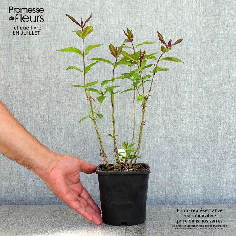 Ejemplar de Phlox paniculata Blue Paradise Maceta 1,5L/2L entregado en verano