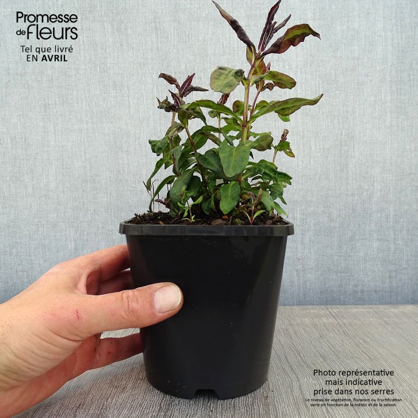 Phlox paniculata Blue Paradise Maceta 1,5L/2L Ejemplar entregado en la primavera