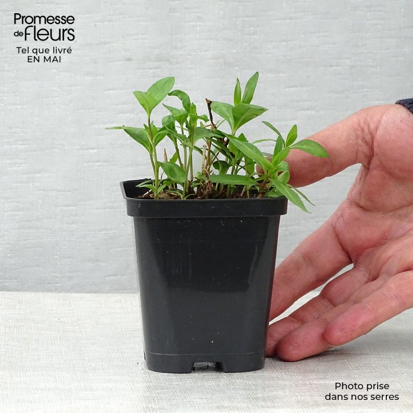 Phlox paniculata Bright Eyes Maceta de 8/9 cm Ejemplar entregado en la primavera