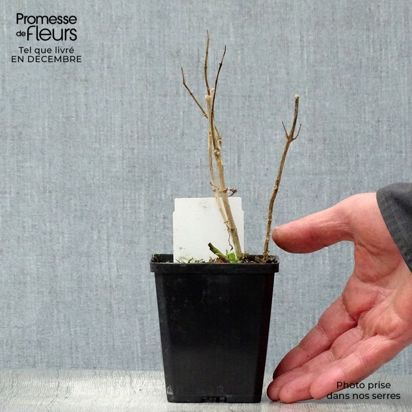 Phlox paniculata Bright Eyes Maceta de 8/9 cm Ejemplar entregado en invierno