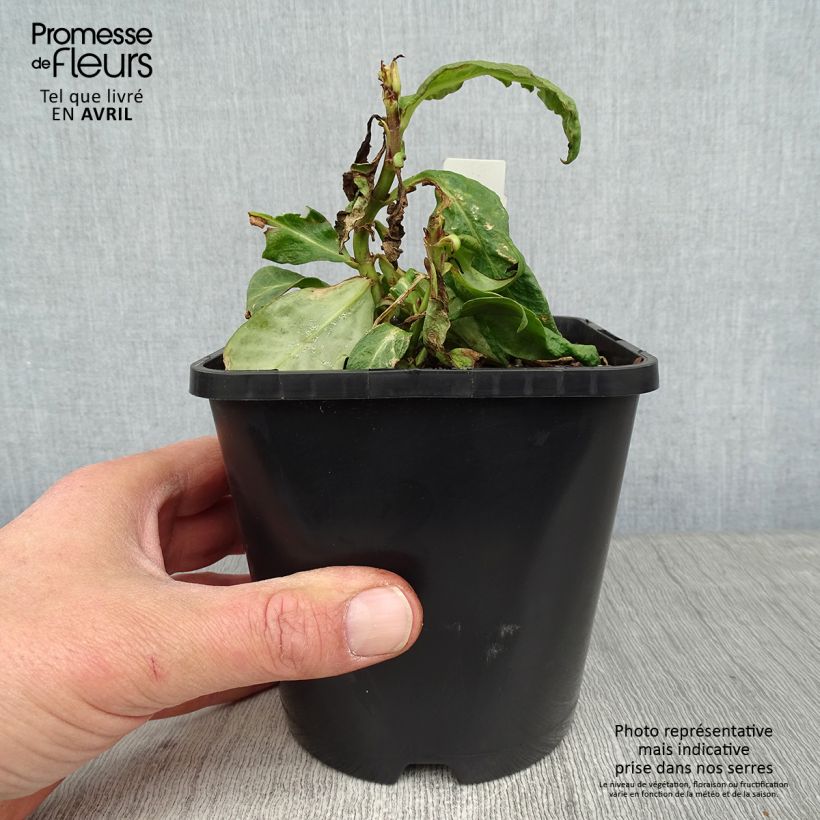 Phlox paniculata Bright Eyes Maceta 1,5L/2L Ejemplar entregado en la primavera