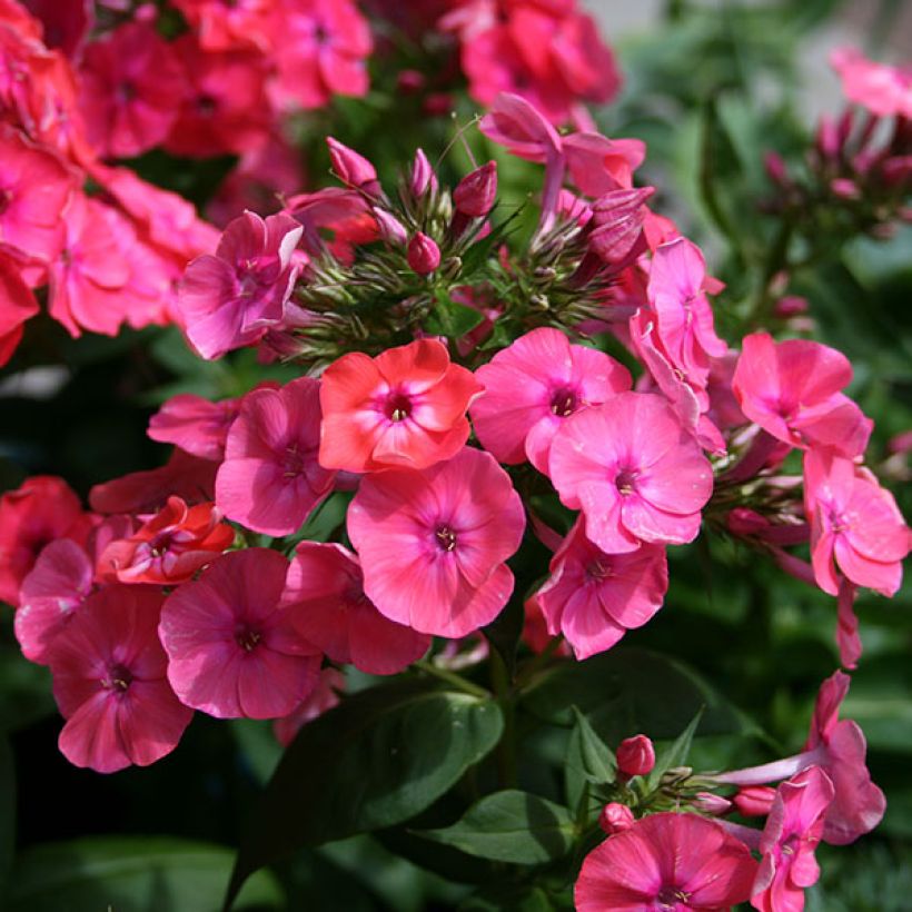 Phlox paniculata Coral Flame (Floración)