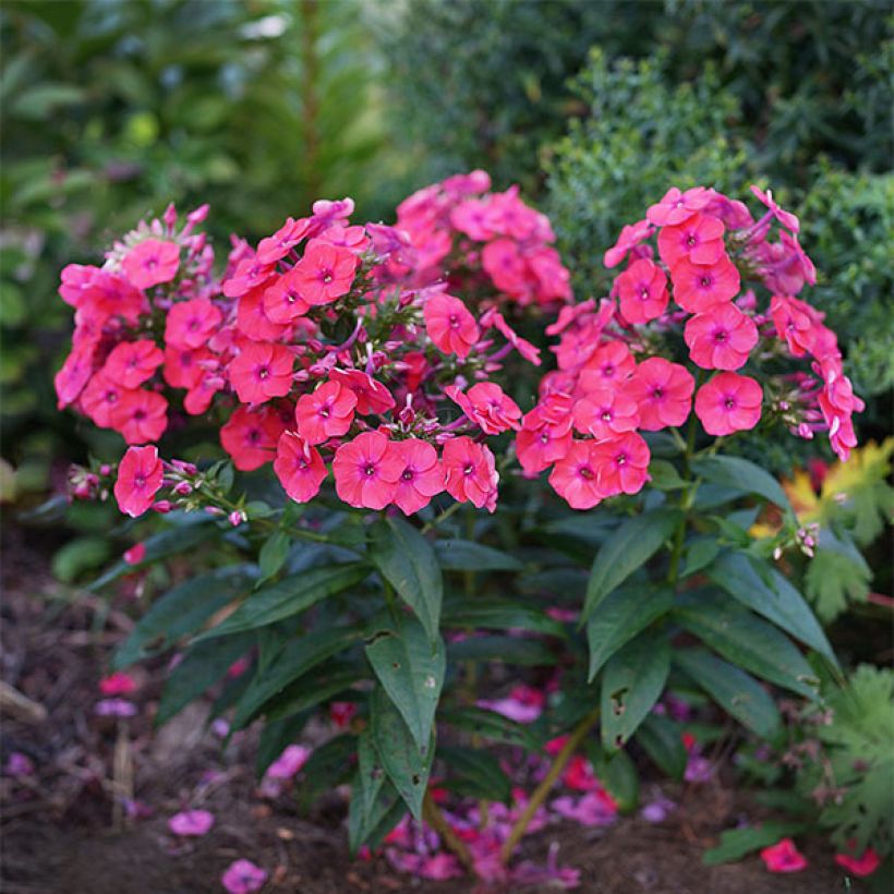 Phlox paniculata Coral Flame (Porte)