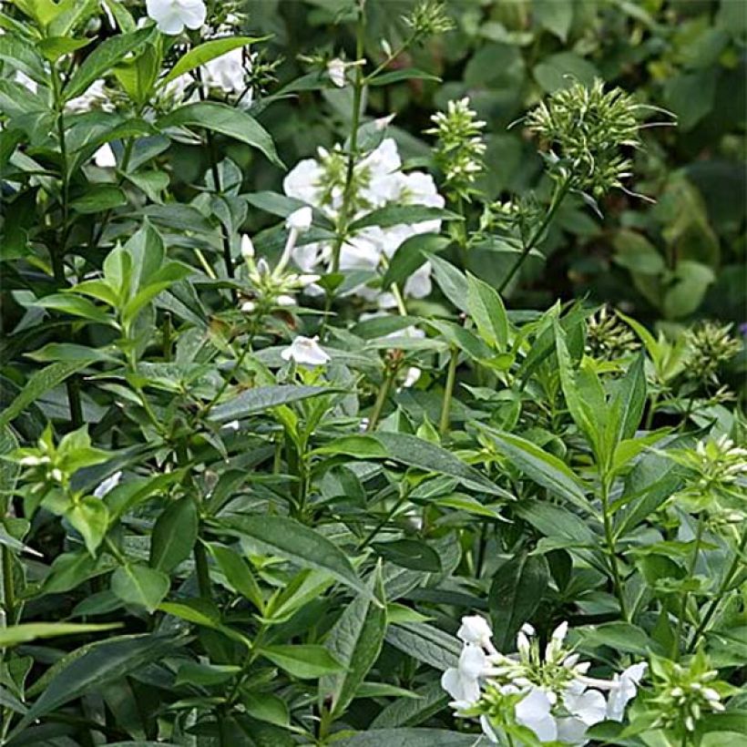 Phlox paniculata David (Follaje)