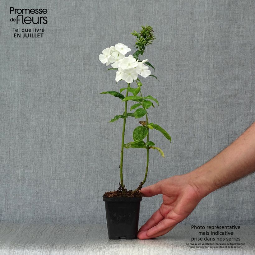 Ejemplar de Phlox paniculata David Maceta de 8/9 cm entregado en verano