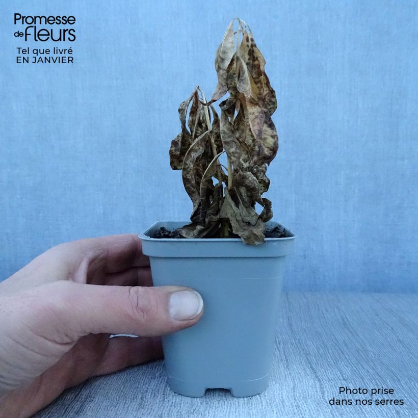 Phlox paniculata David Maceta de 8/9 cm Ejemplar entregado en invierno