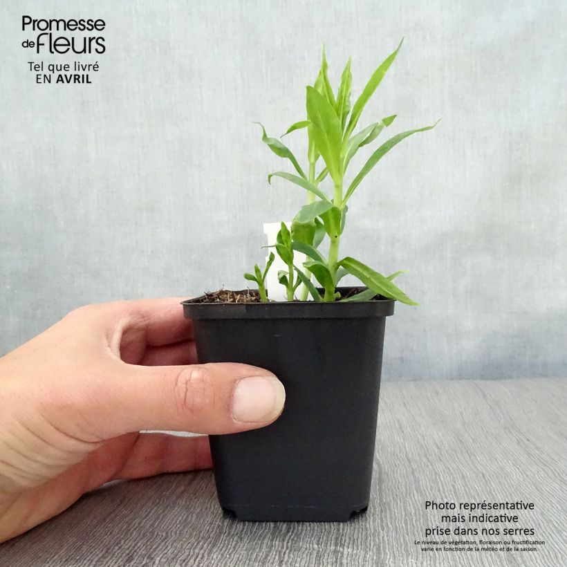 Phlox paniculata David Maceta de 8/9 cm Ejemplar entregado en la primavera