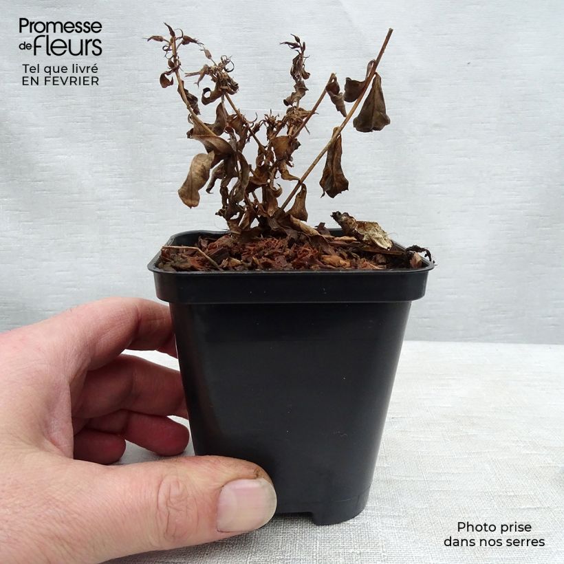 Phlox paniculata Europa Maceta de 8/9 cm Ejemplar entregado en invierno