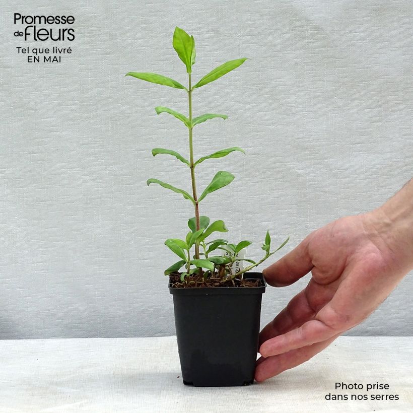 Phlox paniculata Europa Maceta de 8/9 cm Ejemplar entregado en la primavera