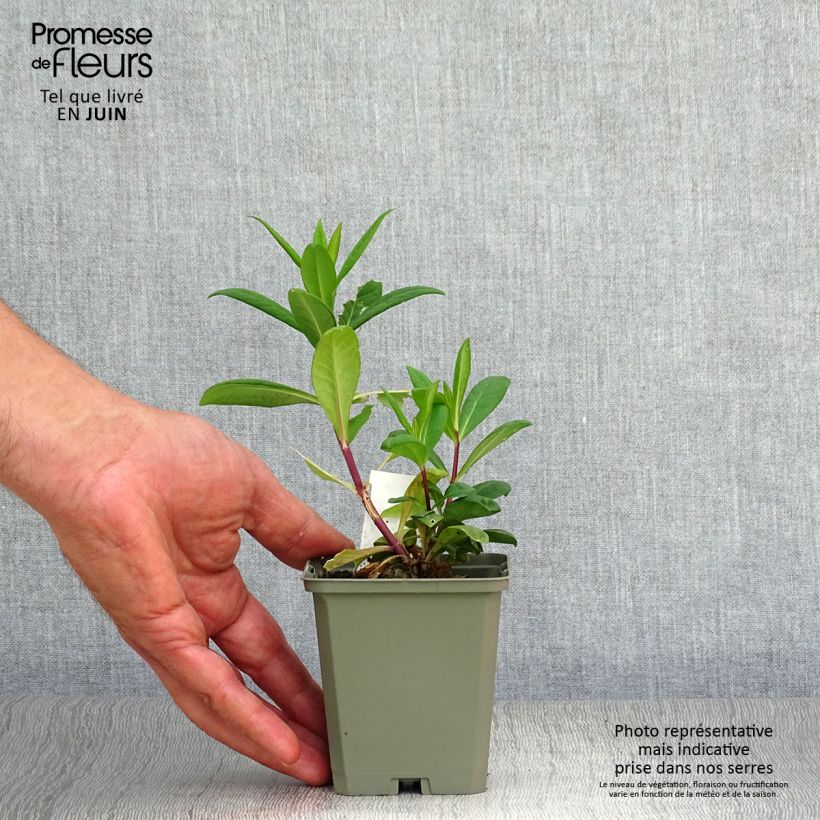 Ejemplar de Phlox paniculata Eva Cullum Maceta de 8/9 cm entregado en verano
